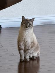 Lost Male Cat last seen Durango and Blue Diamond, Las Vegas, NV 89178