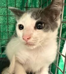 Shelter Stray Female Cat last seen , 232 Eslinger Way, Sanford, FL 32773, USA