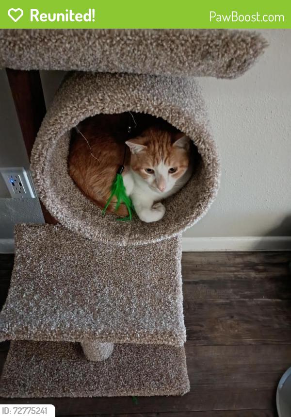 Reunited Male Cat last seen Near Thousand Oaks Drive, San Antonio, TX 78232