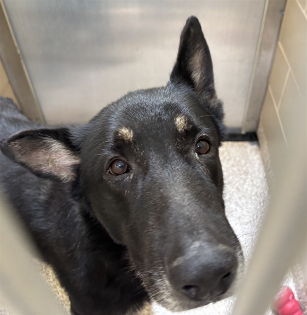 Shelter Stray Male Dog last seen Near BLOCK E 4TH ST, PUEBLO CO 81001, 4600 Eagleridge Pl, Pueblo, CO 81008, USA