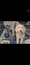 Lost Female Dog last seen Donnelly dr olympia wa, Wiggins, MS 39577