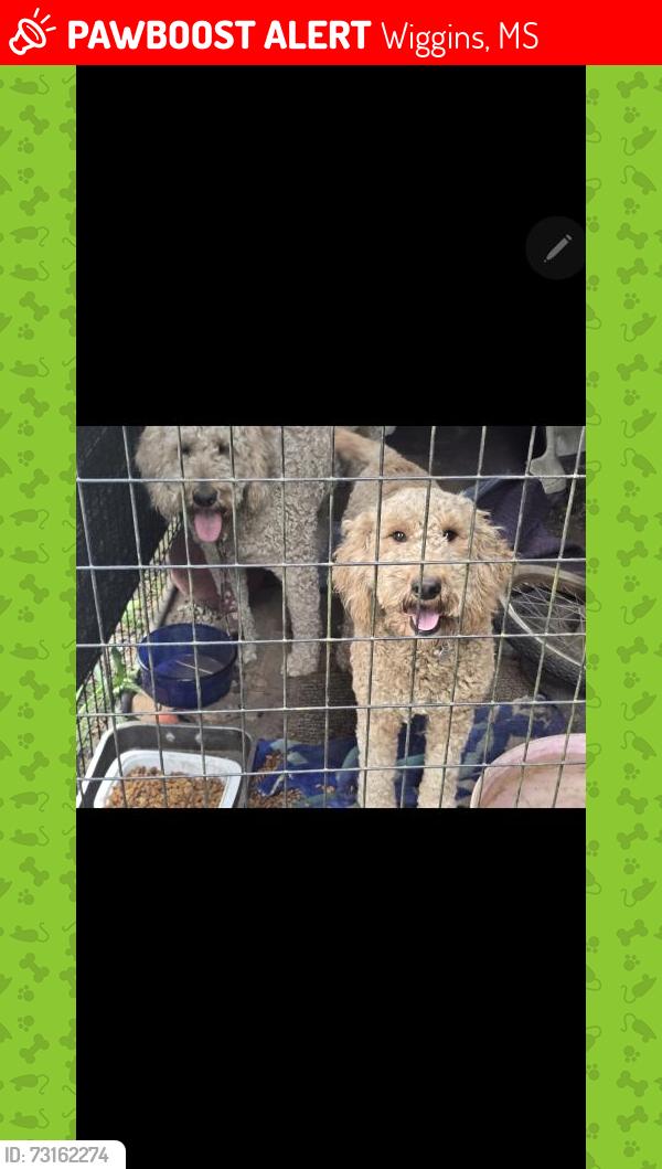 Lost Female Dog last seen Donnelly dr olympia wa, Wiggins, MS 39577