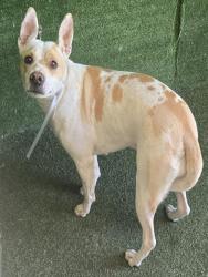 Shelter Stray Female Dog last seen , 5210 W Ave I, Lancaster, CA 93536, USA