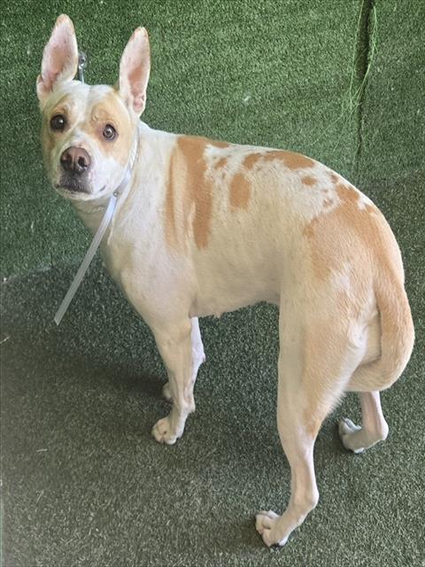 Shelter Stray Female Dog last seen , 5210 W Ave I, Lancaster, CA 93536, USA