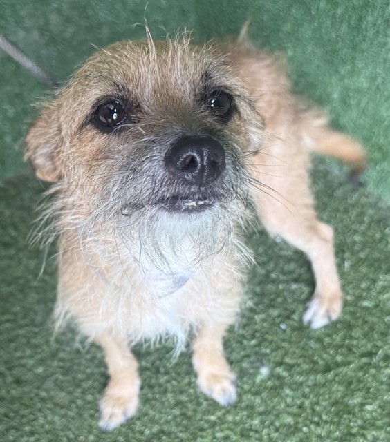 Shelter Stray Female Dog last seen , 5210 W Ave I, Lancaster, CA 93536, USA