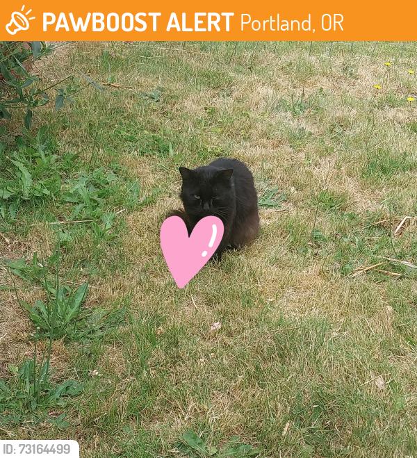 Found/Stray Unknown Cat last seen Division and 168th, Portland, OR 97236