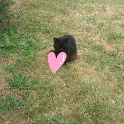 Found/Stray Unknown Cat last seen Division and 168th, Portland, OR 97236