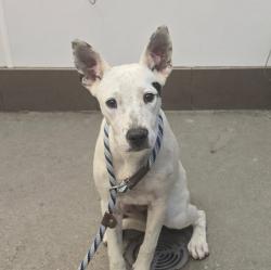 Shelter Stray Female Dog last seen , 4000 N Silverbell Rd, Tucson, AZ 85745, USA