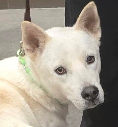 Shelter Stray Male Dog last seen , 4000 N Silverbell Rd, Tucson, AZ 85745, USA