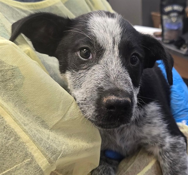Shelter Stray Female Dog last seen , 4000 N Silverbell Rd, Tucson, AZ 85745, USA