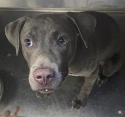 Shelter Stray Male Dog last seen , 4000 N Silverbell Rd, Tucson, AZ 85745, USA