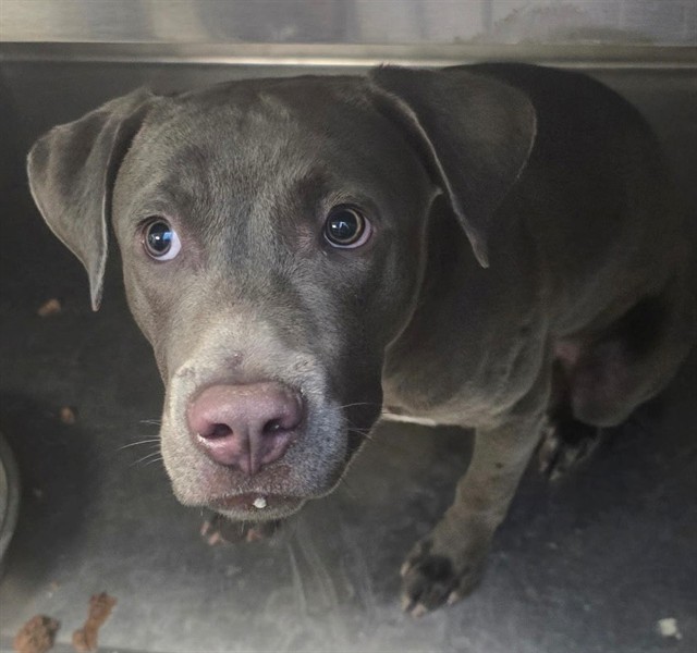 Shelter Stray Male Dog last seen , 4000 N Silverbell Rd, Tucson, AZ 85745, USA