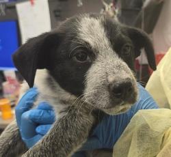 Shelter Stray Female Dog last seen , 4000 N Silverbell Rd, Tucson, AZ 85745, USA