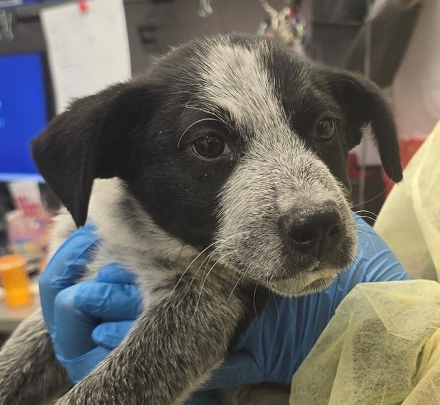 Shelter Stray Female Dog last seen , 4000 N Silverbell Rd, Tucson, AZ 85745, USA