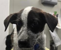 Shelter Stray Female Dog last seen , 4000 N Silverbell Rd, Tucson, AZ 85745, USA