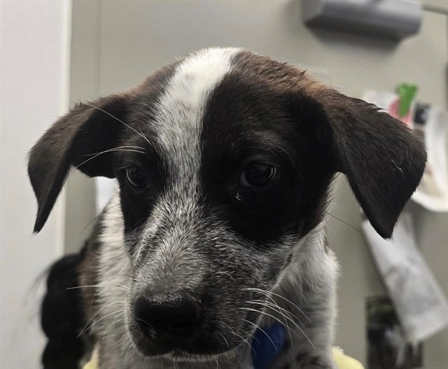 Shelter Stray Female Dog last seen , 4000 N Silverbell Rd, Tucson, AZ 85745, USA
