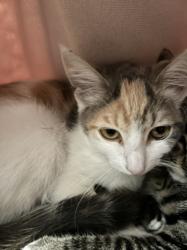 Shelter Stray Female Cat last seen , 14409 Vanowen St, Van Nuys, CA 91405, USA