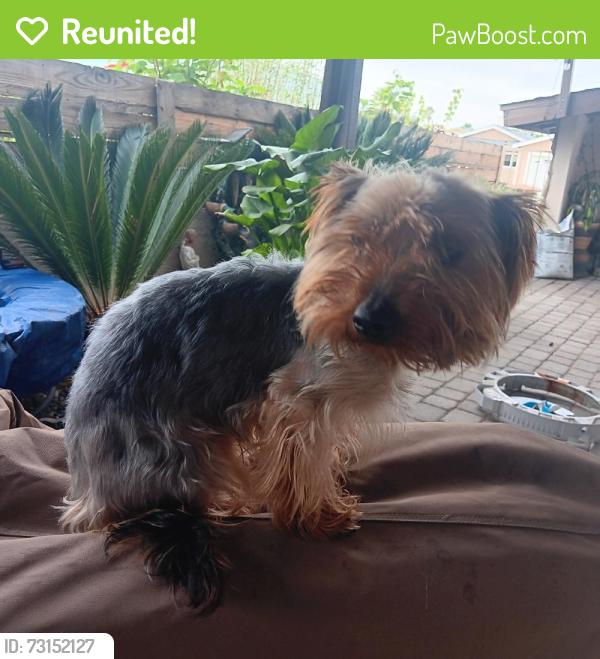 Reunited Male Dog last seen Clavelita St, San Diego, CA 92154, USA, San Diego, CA 92154