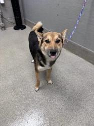 Shelter Stray Male Dog last seen Near BLOCK E CAREY AVE, NORTH LAS VEGAS NV 89030, 655 N Mojave Rd, Las Vegas, NV 89101, USA