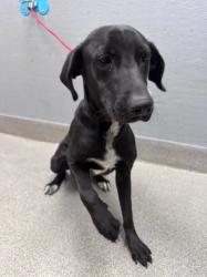 Shelter Stray Male Dog last seen Near BLOCK GOLDEN SEA LN, NORTH LAS VEGAS NV 89032, 655 N Mojave Rd, Las Vegas, NV 89101, USA
