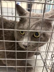 Shelter Stray Male Cat last seen Near BLOCK S NELLIS BLVD, LAS VEGAS NV 89121, 655 N Mojave Rd, Las Vegas, NV 89101, USA