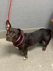 Shelter Stray Female Dog last seen Near BLOCK N MOJAVE RD, LAS VEGAS NV 89101, 655 N Mojave Rd, Las Vegas, NV 89101, USA
