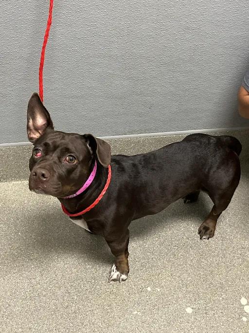 Shelter Stray Female Dog last seen Near BLOCK N MOJAVE RD, LAS VEGAS NV 89101, 655 N Mojave Rd, Las Vegas, NV 89101, USA