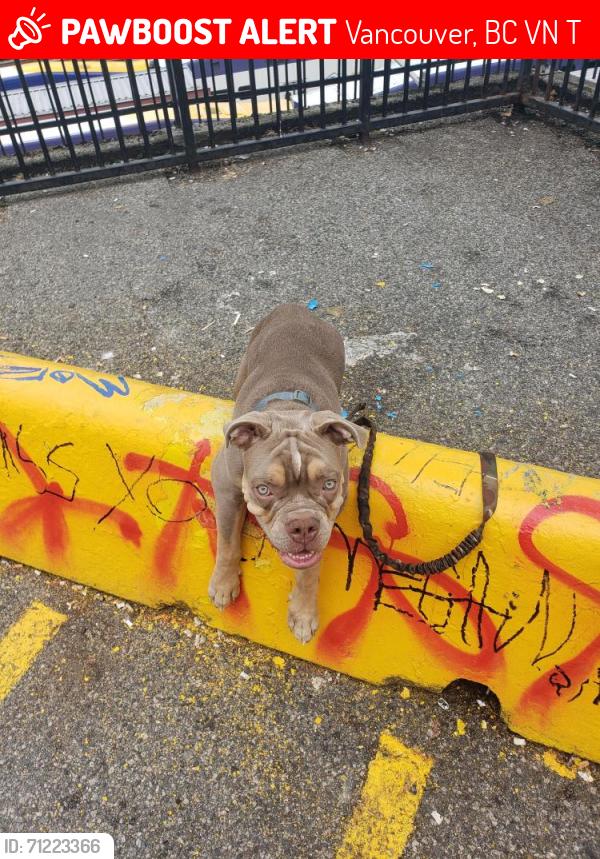 Lost Male Dog last seen Near Granville St, Vancouver, BC V5N 3T2