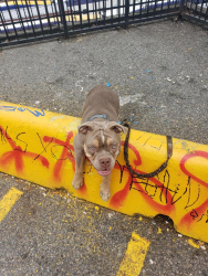 Lost Male Dog last seen Near Granville St, Vancouver, BC V5N 3T2