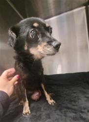 Shelter Stray Female Dog last seen , 14409 Vanowen St, Van Nuys, CA 91405, USA