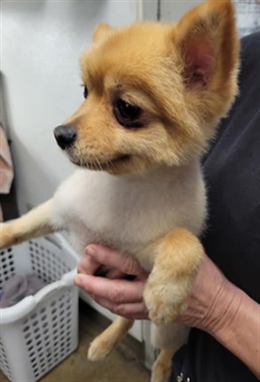 Shelter Stray Female Dog last seen , 14409 Vanowen St, Van Nuys, CA 91405, USA