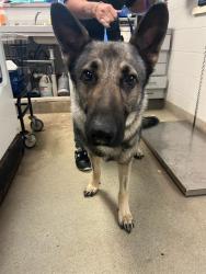 Shelter Stray Male Dog last seen Near BLOCK NE 18TH ST, OKLAHOMA CITY OK 73111, 2811 SE 29th St, Oklahoma City, OK 73129, USA