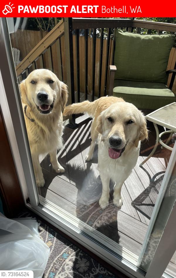 Lost Male Dog last seen 196th St, Bothell, WA 98012