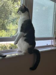 Lost Male Cat last seen West Colonial Drive, Orlando, FL 32805