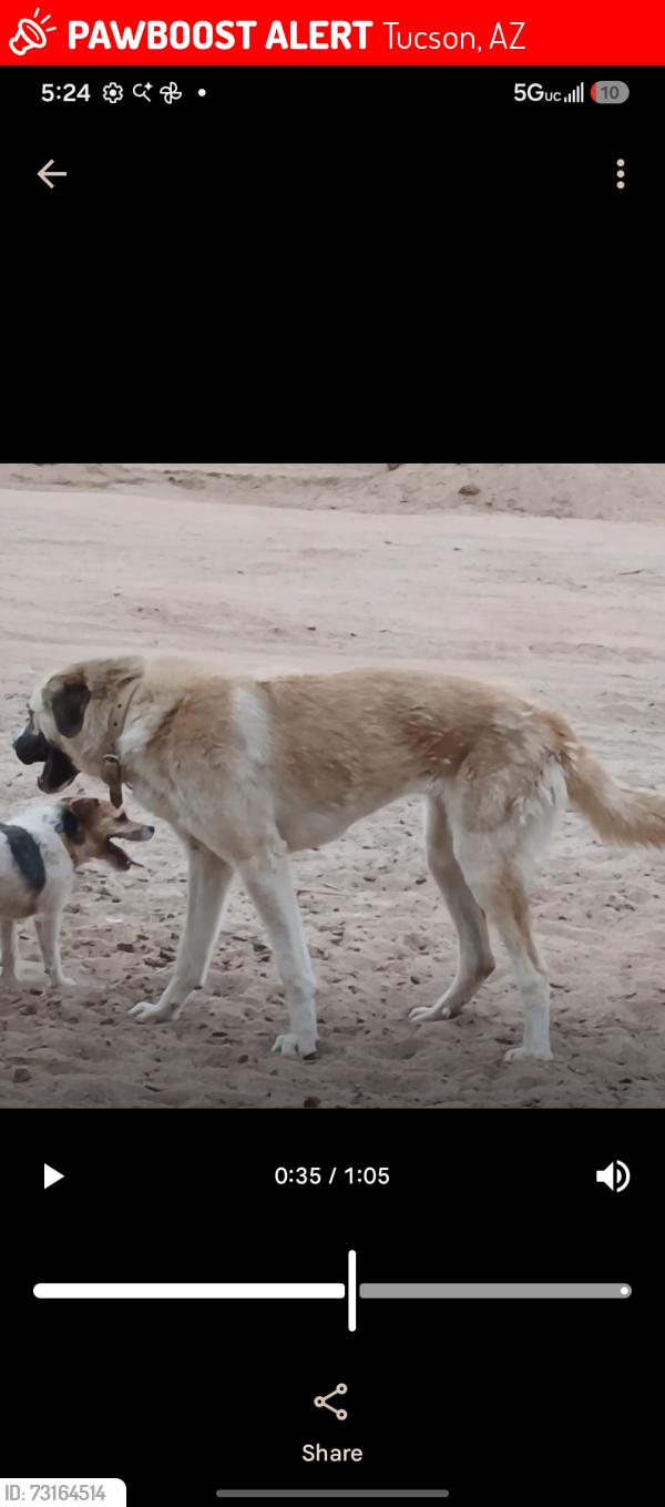 Lost Female Dog last seen Sandario Hollow Tr, Tucson, AZ 85735