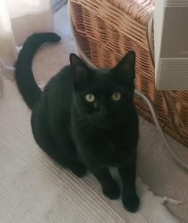 Lost Male Cat last seen Castle Harbor Way, Centreville VA, Centreville, VA 20120
