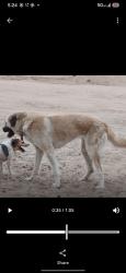Lost Female Dog last seen Sandario Hollow Tr, Tucson, AZ 85735