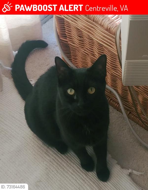Lost Male Cat last seen Castle Harbor Way, Centreville VA, Centreville, VA 20120