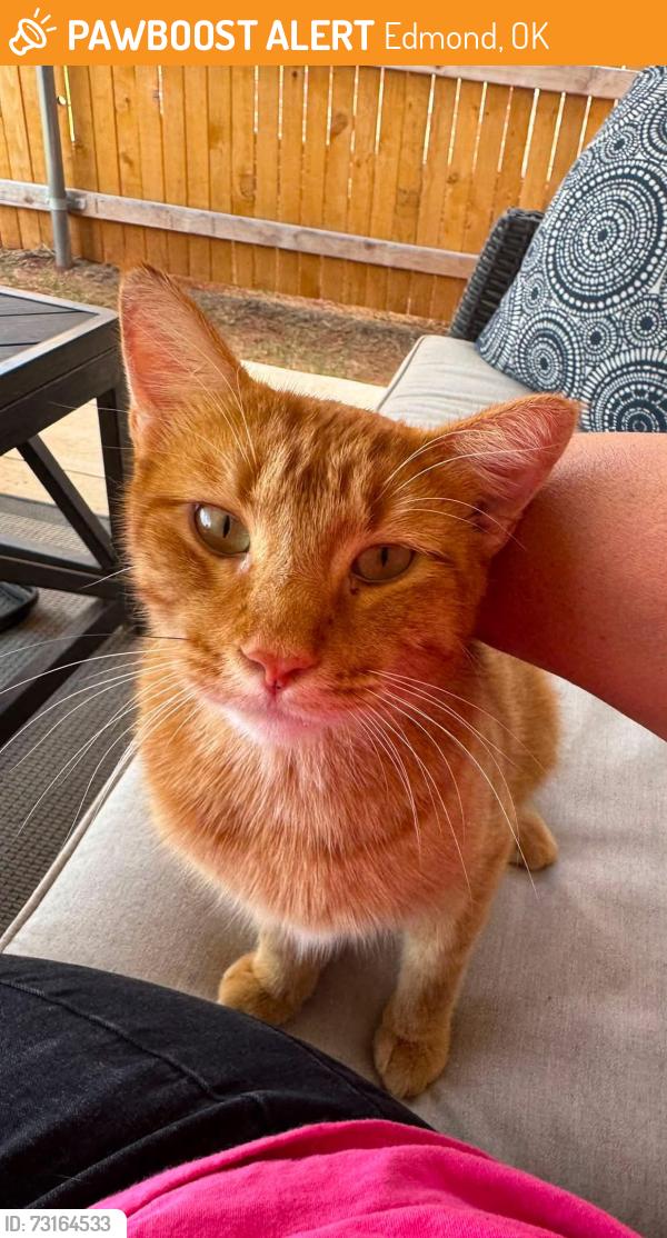 Found/Stray Male Cat last seen 164th and Council, Edmond, OK 73013