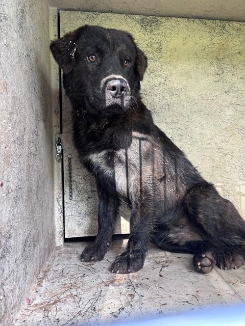 Shelter Stray Male Dog last seen SE GRAND BLVD/S LINDSAY, 2811 SE 29th St, Oklahoma City, OK 73129, USA