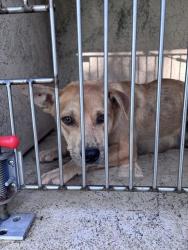 Shelter Stray Female Dog last seen SE GRAND BLVD/S LINDSAY, 2811 SE 29th St, Oklahoma City, OK 73129, USA