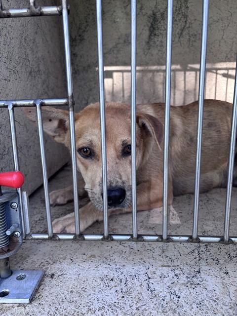 Shelter Stray Female Dog last seen SE GRAND BLVD/S LINDSAY, 2811 SE 29th St, Oklahoma City, OK 73129, USA