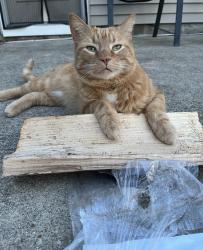 Lost Male Cat last seen 79th and oaklandon, Indianapolis, IN 46236