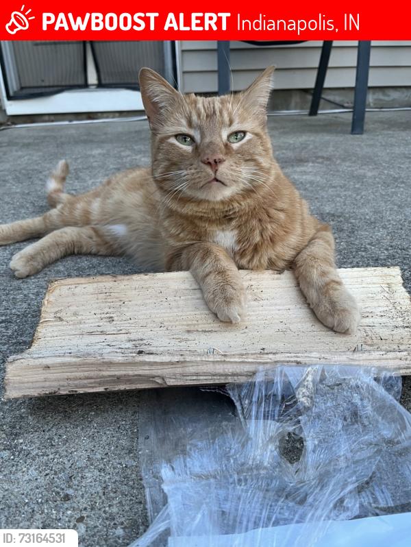 Lost Male Cat last seen 79th and oaklandon, Indianapolis, IN 46236