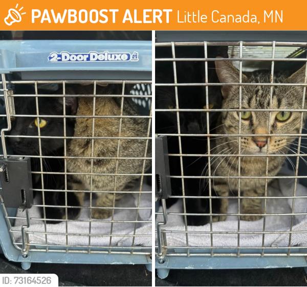 Found/Stray Male Cat last seen Rice street county rd b2, Little Canada, MN 55117