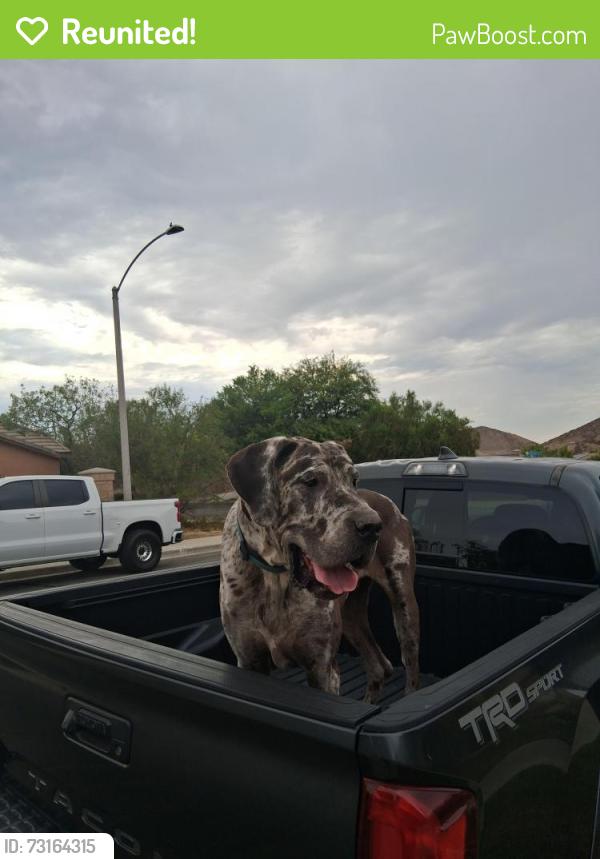 Reunited Male Dog last seen Hillside Dr, Lake Elsinore, CA 92532