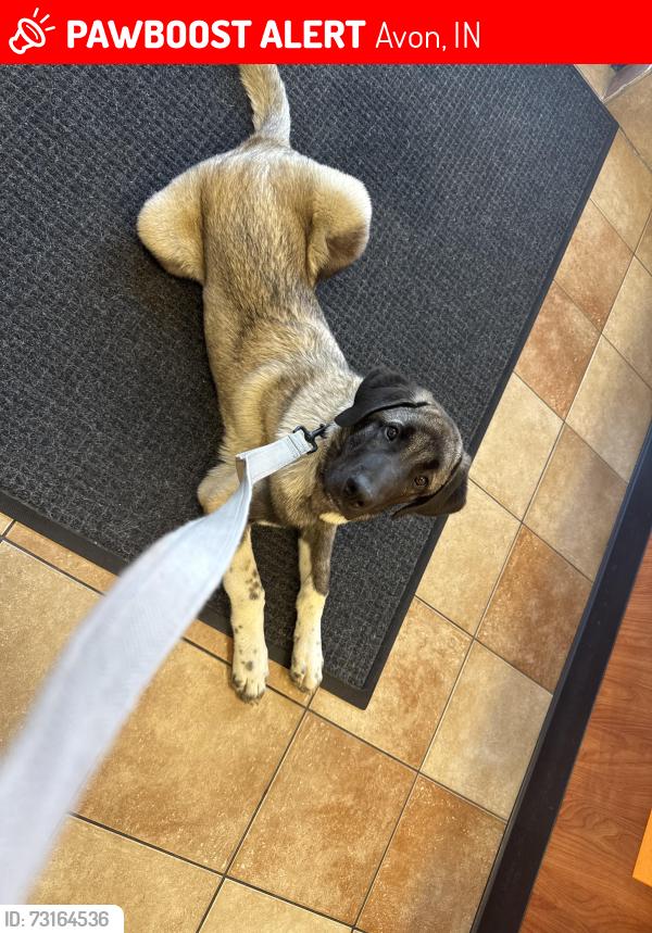 Lost Male Dog last seen Smith and Amazon wearhouse, Avon, IN 46123