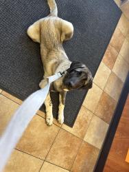 Lost Male Dog last seen Smith and Amazon wearhouse, Avon, IN 46123