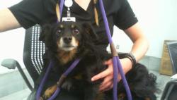 Shelter Stray Male Dog last seen CHARLOTTE, 8315 Byrum Dr, Charlotte, NC 28217, USA