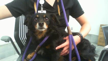 Shelter Stray Male Dog last seen CHARLOTTE, 8315 Byrum Dr, Charlotte, NC 28217, USA